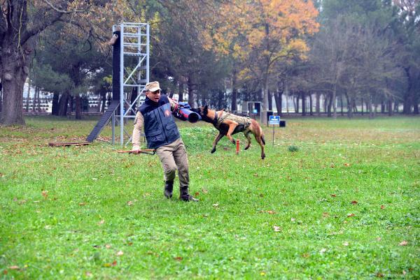 Kahraman köpekler! Eğitimler 3 aylıkken başlıyor