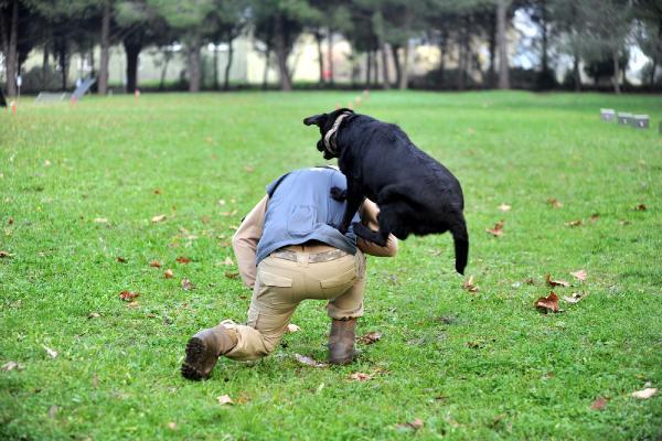 Kahraman köpekler! Eğitimler 3 aylıkken başlıyor