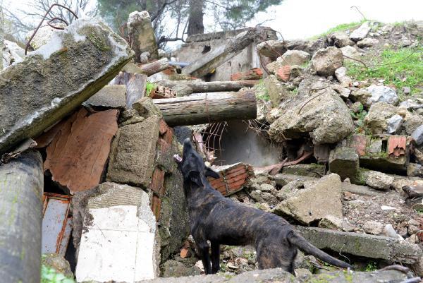 Kahraman köpekler! Eğitimler 3 aylıkken başlıyor