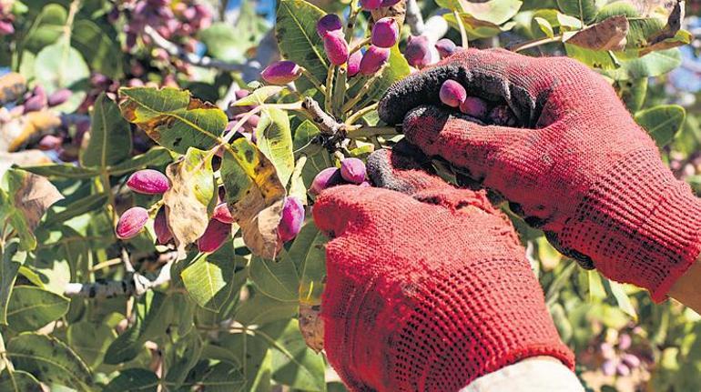 Tarımda rakamlar alt üst oldu! Zeytin, Antep fıstığı ve fındıkta alarm