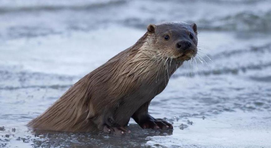 Nesli tükenme tehlikesinde! Donan nehir üzerinde görüntülendi
