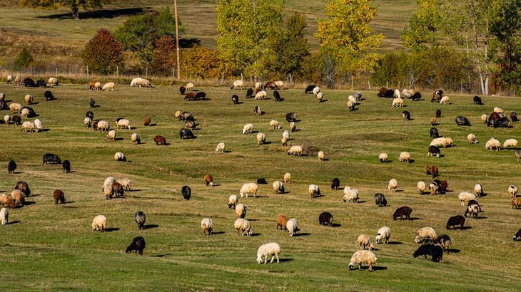 TÜİK: Büyükbaş ve küçükbaş sayısı 2023’te azaldı