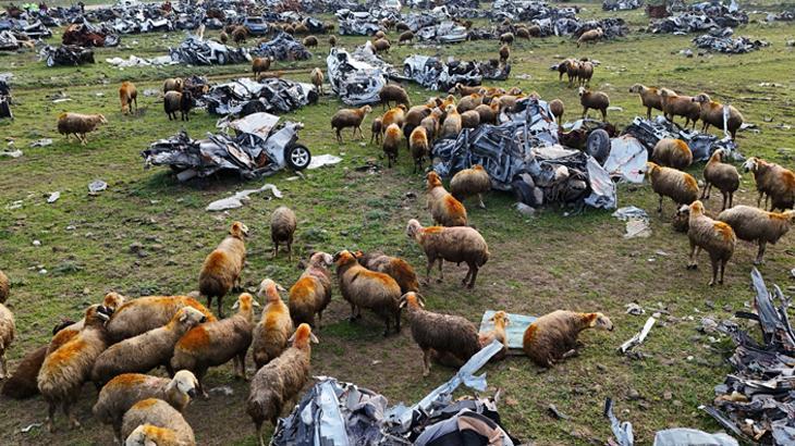 Hurda araç mezarlığında ilginç görüntü! Koyunlara otlak oldu