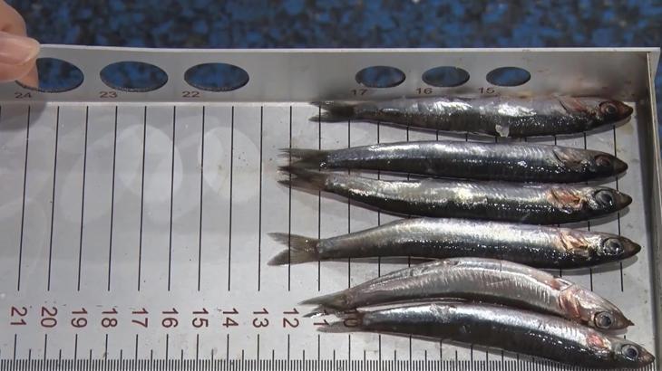 Karadenizli balıkçılardan hamside boy talebi