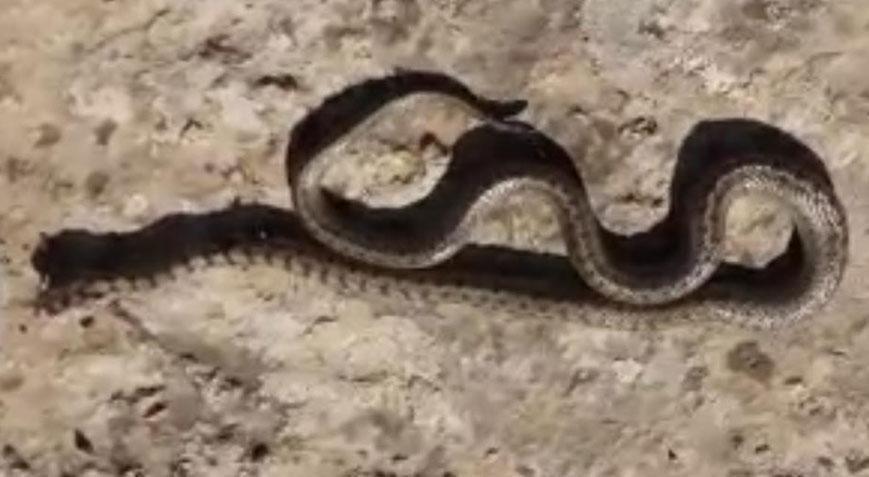 Yer bu sefer Siirt! Metrelerce uzunluktaki yılan dehşete düşürdü