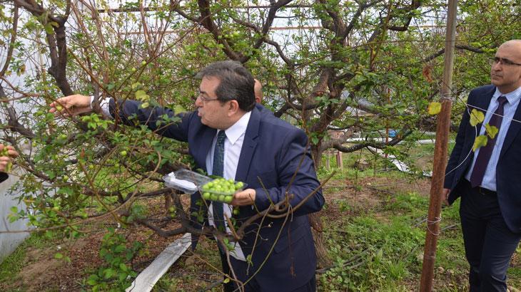 Kilosu 150 dolardan ihracata gönderilecek