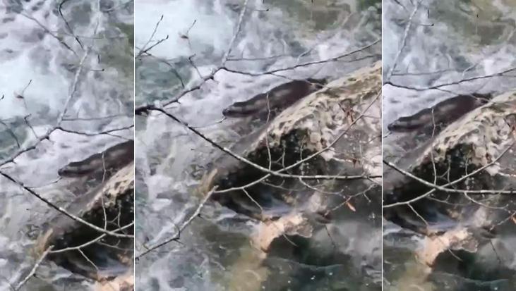 Bakan Yumaklı ‘sürpriz’ diyerek paylaştı: Yaşat-koru-sev