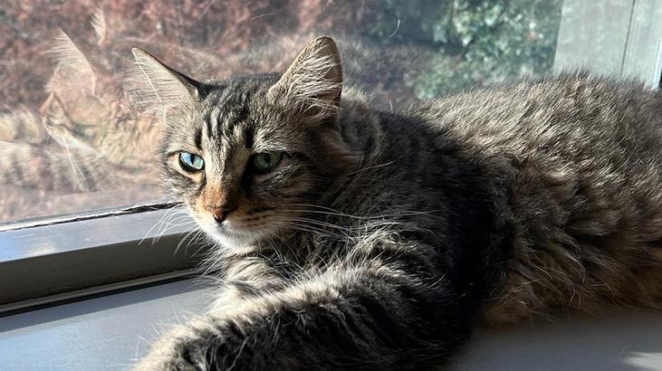 Kedi tırmığı hastalığı uyarısı! Görme kaybına yol açabilir