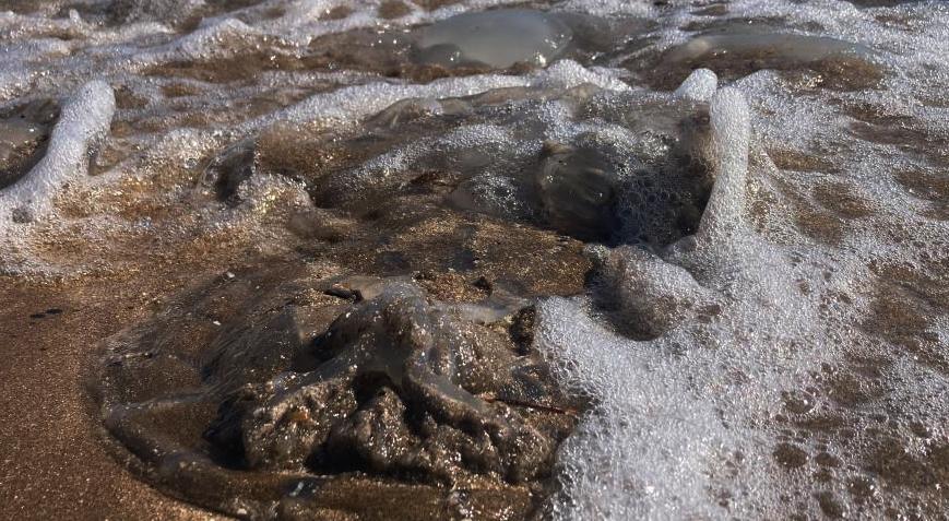 ‘Bu türler zehirli, kesinlikle dokunmayın’ uyarısı gelmişti! Flaş gelişme