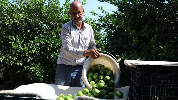 Adanalı çiftçiler yeşillenme hastalığına karşı teyakkuzda