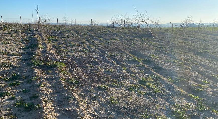 Batman’da akılalmaz olay! Bahçeye gizlice girip tam 900 badem ağacını kestiler!