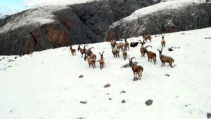 ’11 bin 284 yaban hayvanını tedavi edip yaşam alanlarına bıraktık’
