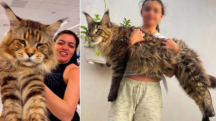 Bir çita kadar büyük! Dünyanın en büyük evcil kedisi olmak için yarışıyor