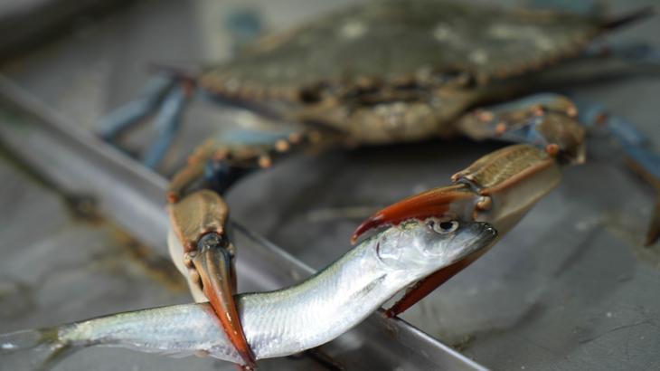Balıkçıların korkulu rüyası! Karadeniz’de ‘mavi yengeç’ tehlikesi