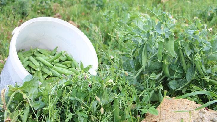 Bezelyede hasat başladı