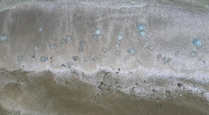 Sahillerde korkutan manzara! İstilası devam ediyor