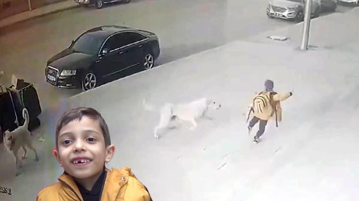 5 köpeğin arasında kalan Emir’in annesi: Çocuğum ölebilirdi