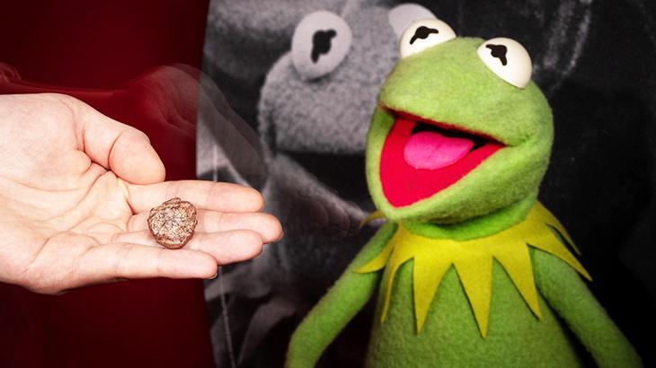 Bilim insanları yeni keşiflerine ‘Kermit’in adını verdi