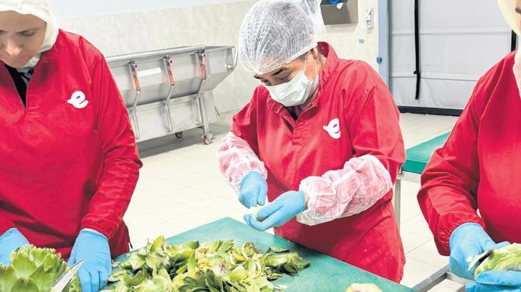 Enginar soyuculuğu! Günde 2 bin TL kazanmak mümkün