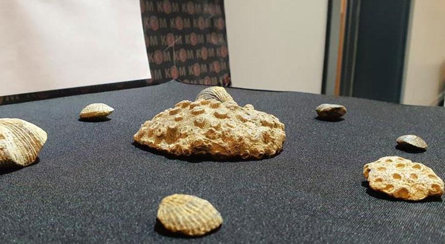 Kayseri’de operasyon! Tam 10 milyon yıllık fosil ele geçirildi