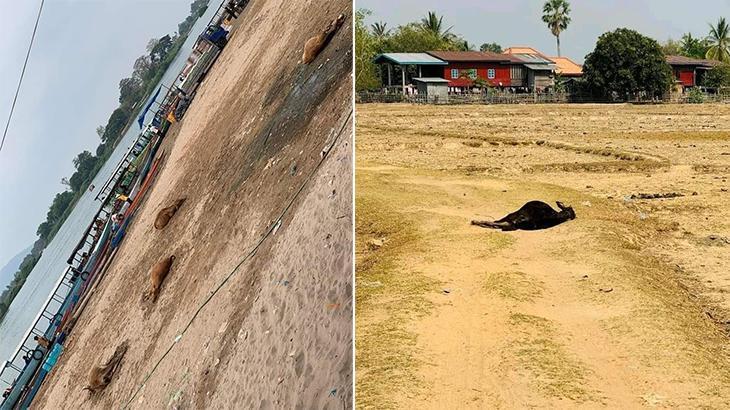 Laos’ta korkutan salgın: Vaka sayısı yükseliyor