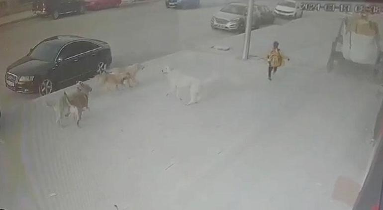 Dehşet anları! Sokak köpeklerinin ilkokul öğrencisine saldırdı