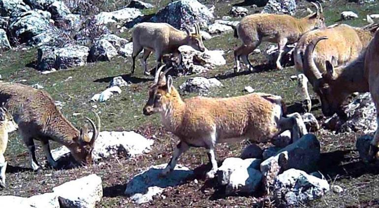 Yer: Erzincan! Gündüz saatlerinde sürü halinde fotokapana yakalandılar