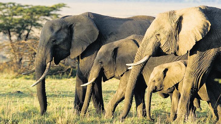 ‘Filleri üzerine salarım Almanya’