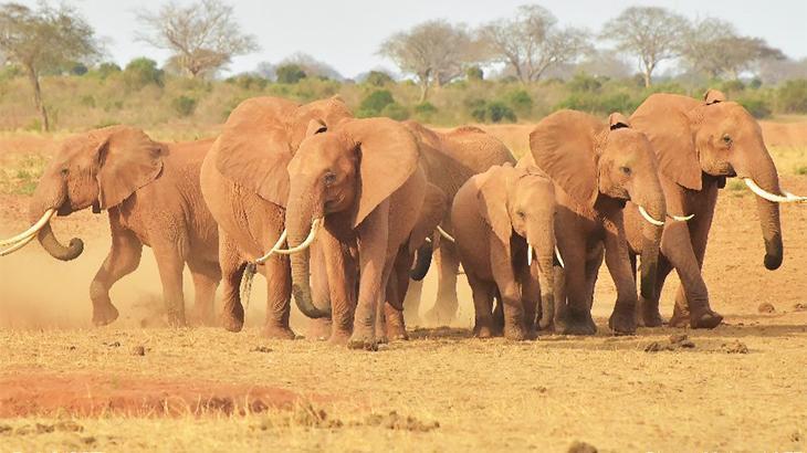 Botsvana, Almanya’yı 20 bin fil göndermekle tehdit etti