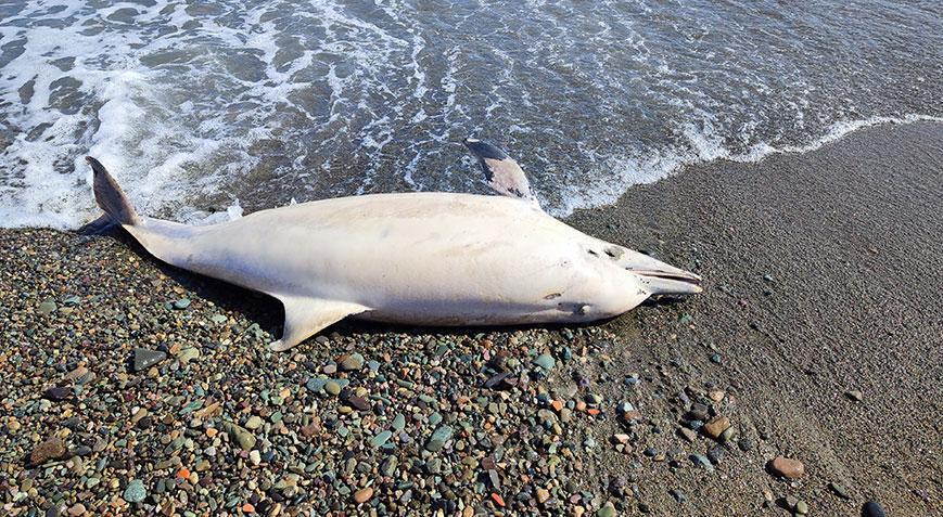 Trabzon’da sahilde ölü yunus bulundu! Sebebini balıkçılar açıkladı