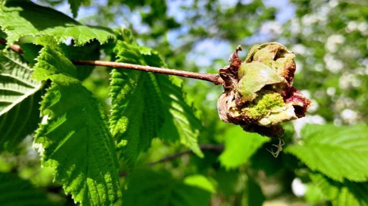 Fındıkta ‘külleme’ ile mücadele