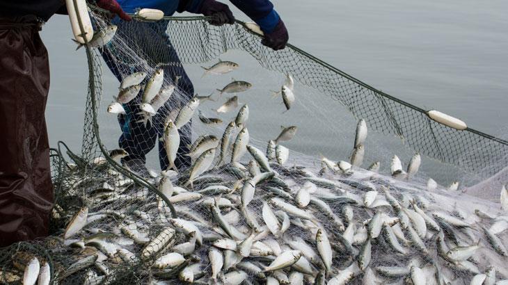 Su ürünleri ihracatı zirve yaptı