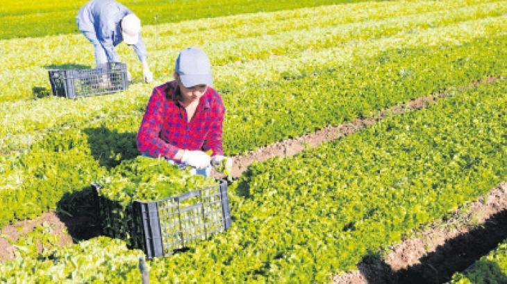 Türkiye 100 ülkeye tohum ihraç ediyor