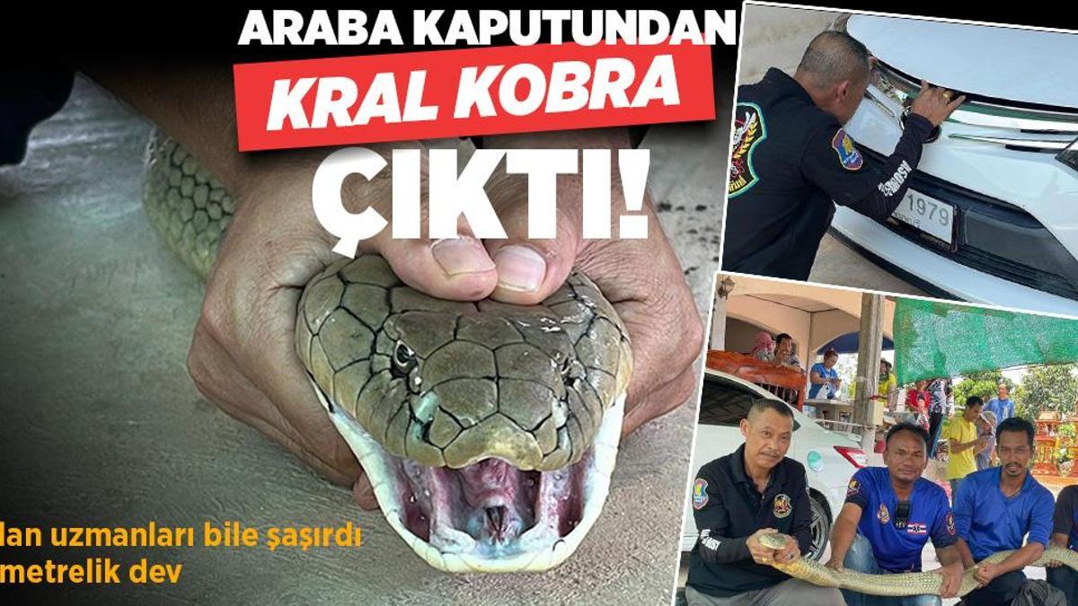 Araba kaputundan ‘Kral Kobra’ çıktı! Yılan uzmanları bile şaşkına döndü, 4 metrelik dev