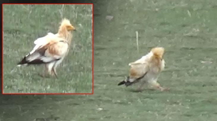 Nesli tükenme tehlikesi altındaki akbaba görüntülendi