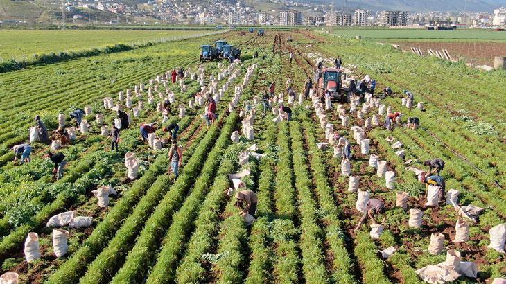 Havuç hasadı başladı