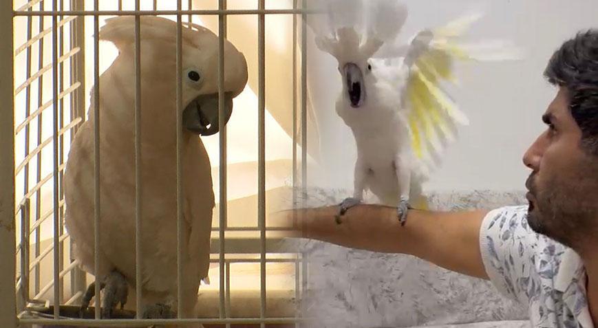 Bir yıl boyunca 50 kelime öğretti! Papağan ‘Osman’ı kendinden geçiren ilahi