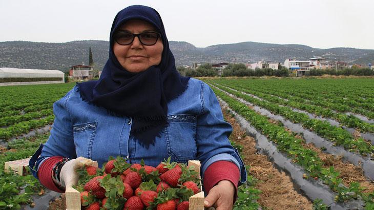 Çileğin kilosu 50 TL’ye kadar düştü!