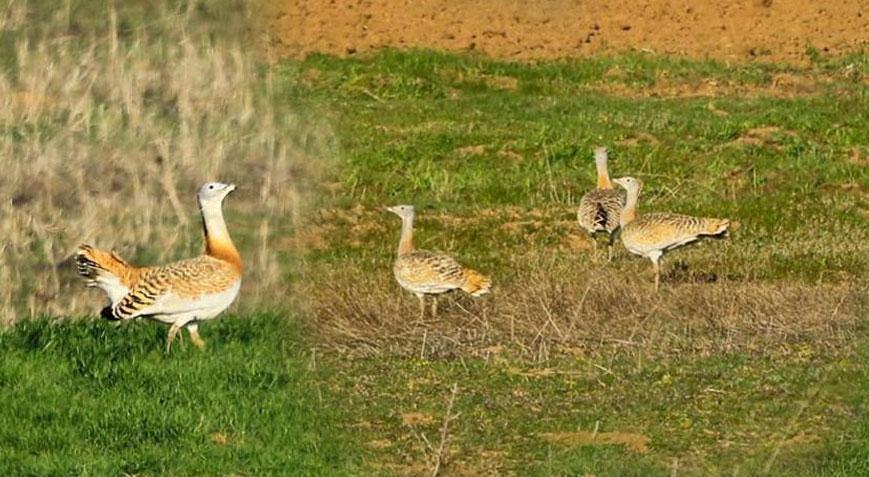 Yer: Çorum! Dünyanın uçabilen en ağır kuşuna yakın takip