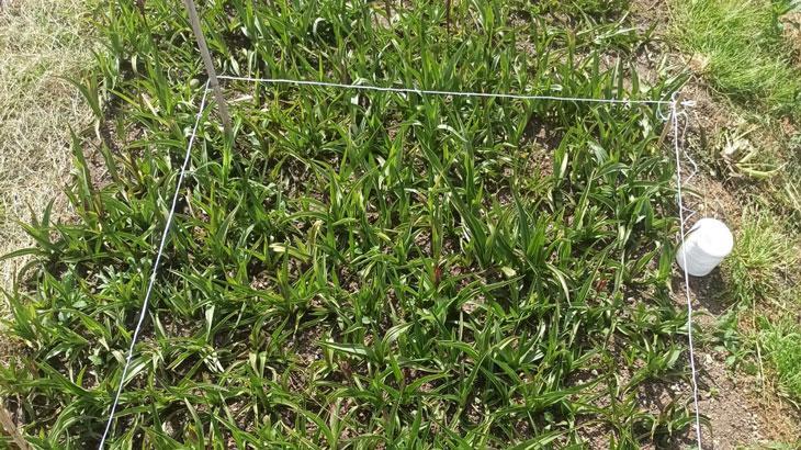 Giresun’da salep hasadı yapıldı