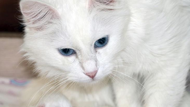 Dünyaca ünlü Van kedilerinde büyük artış