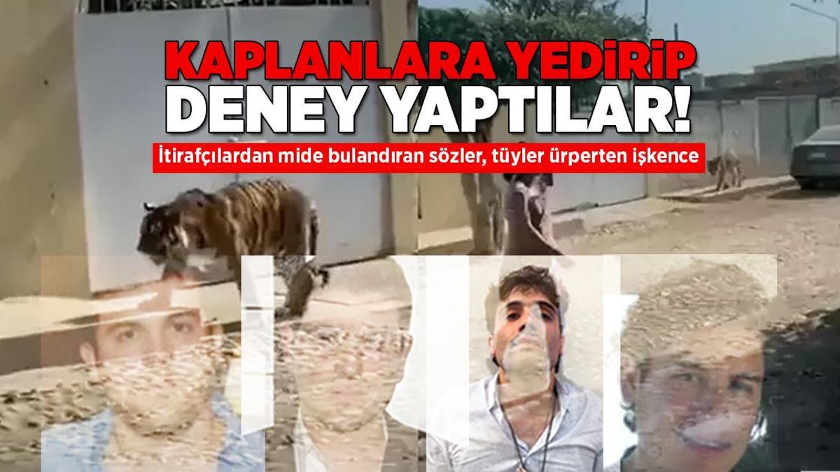 Kaplanlara yedirip deney yaptılar! İtirafçılardan mide bulandıran sözler, tüyler ürperten işkence