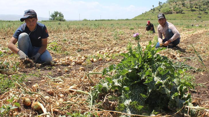 Çift vardiya ile 12 saat çalışarak 900 TL kazanıyorlar