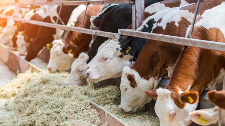Destekleme ücretleri besicilerin hesabına yattı