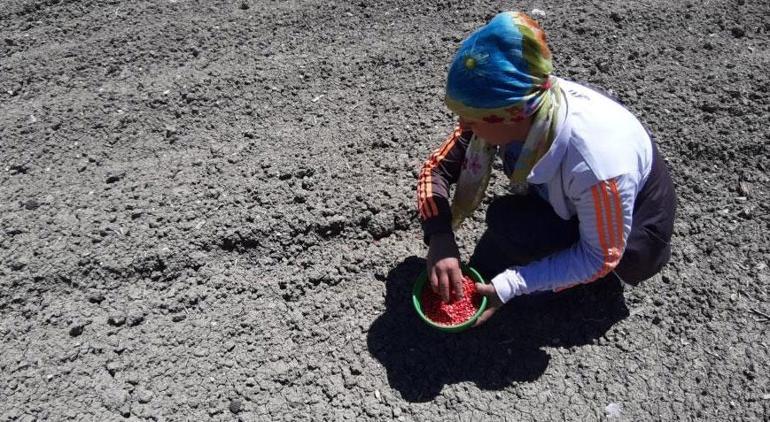 Domuz kabusu! 3 kez aynı senaryo yaşandı