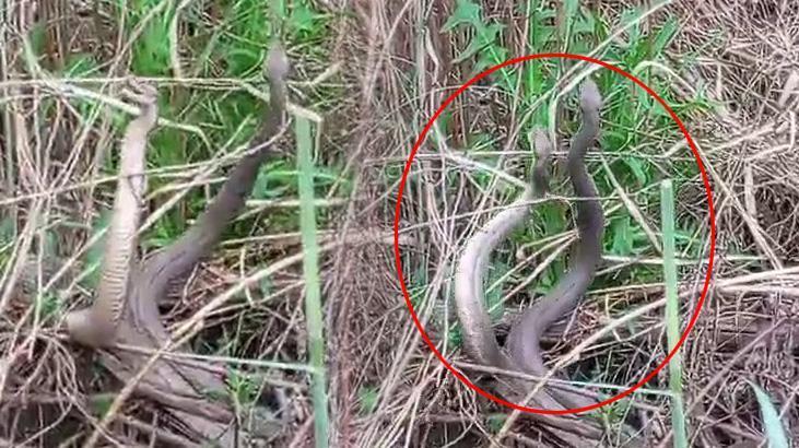 Görüntüler Türkiye’den! 2 metre boyunda yılanların yılan dansı