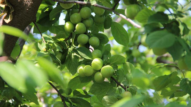Papaz Eriğinde hasat başladı