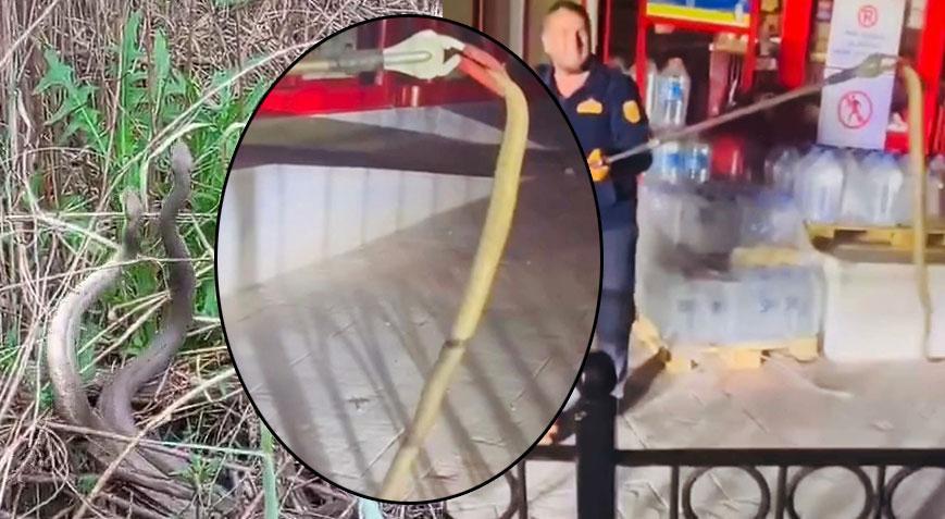 İki kentte ‘engerek’ paniği! Marketin önünde metrelerce uzunlukta yılanı gören telefona sarıldı