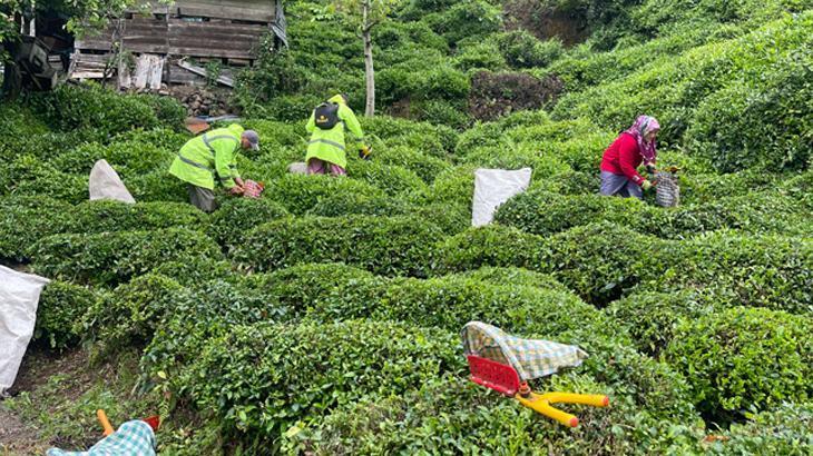 2024 yılı yaş çay sezonu açıldı