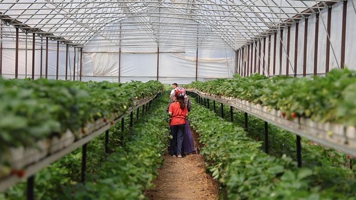 Çilek serası vatandaşların hobisi oldu